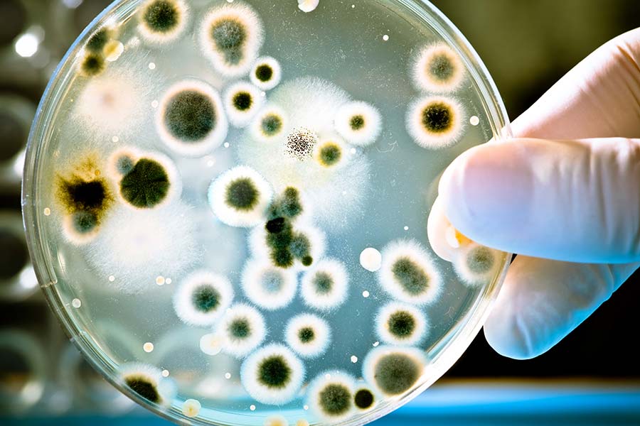 Mold test held up in a lab