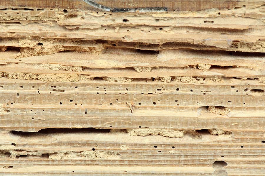 Termite damaged wood seen while preforming home inspection services